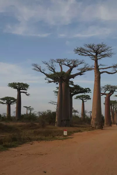 Fotografia 01: Avenida dos Baobás em Madagascar por Arthur Veríssimo