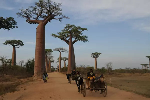 Photograph 02: Avenue of Baobabs in Madagascar by Arthur Veríssimo
