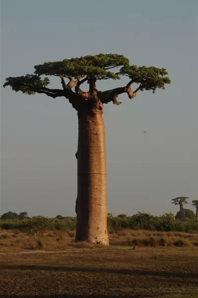 Fotografia: Baobá em Madagascar por Arthur Veríssimo