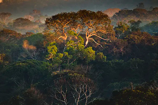 Fotografia: Floresta do Parque Estadual do Cristalino por Araquém Alcântara